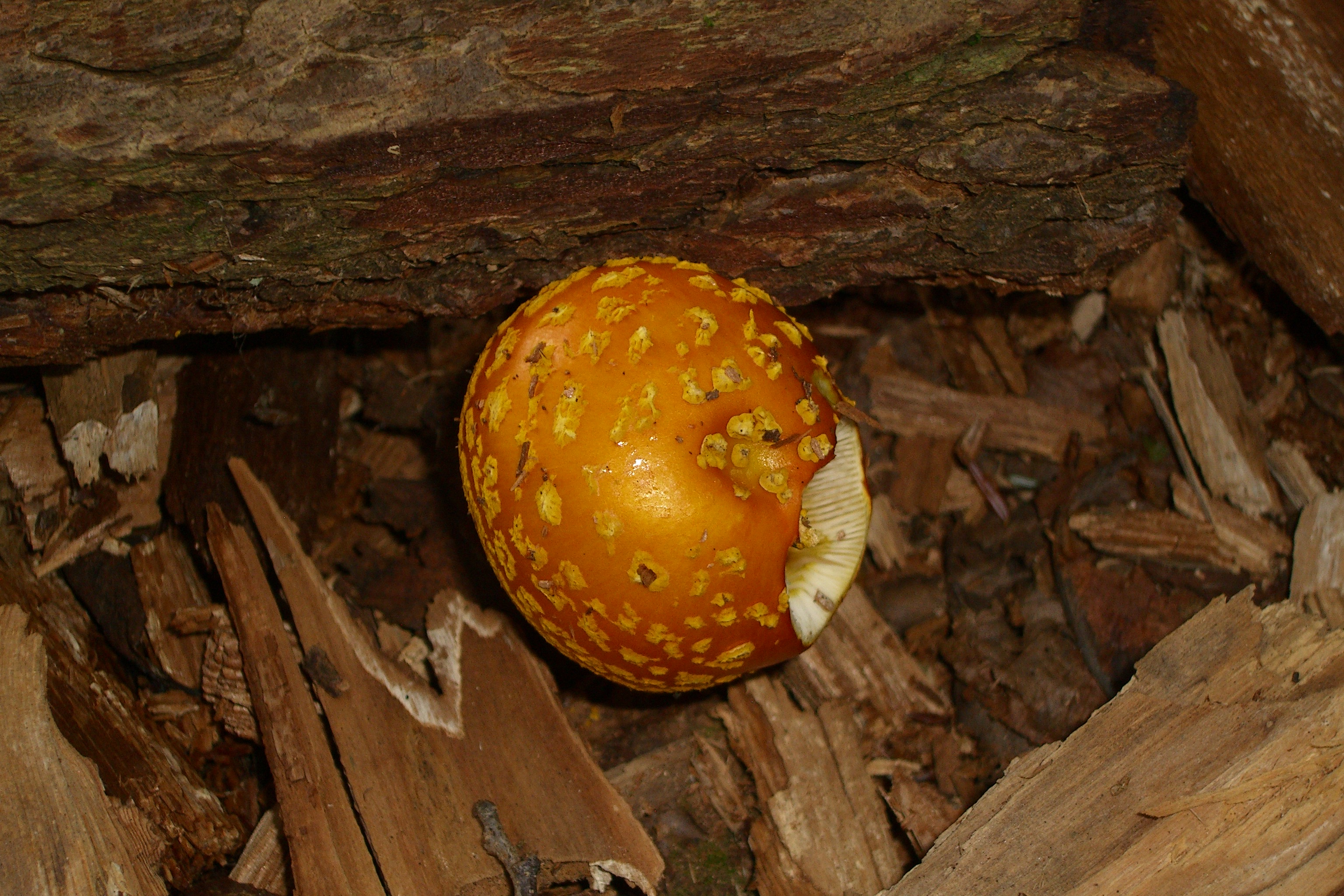 Orange mushroom in the forest