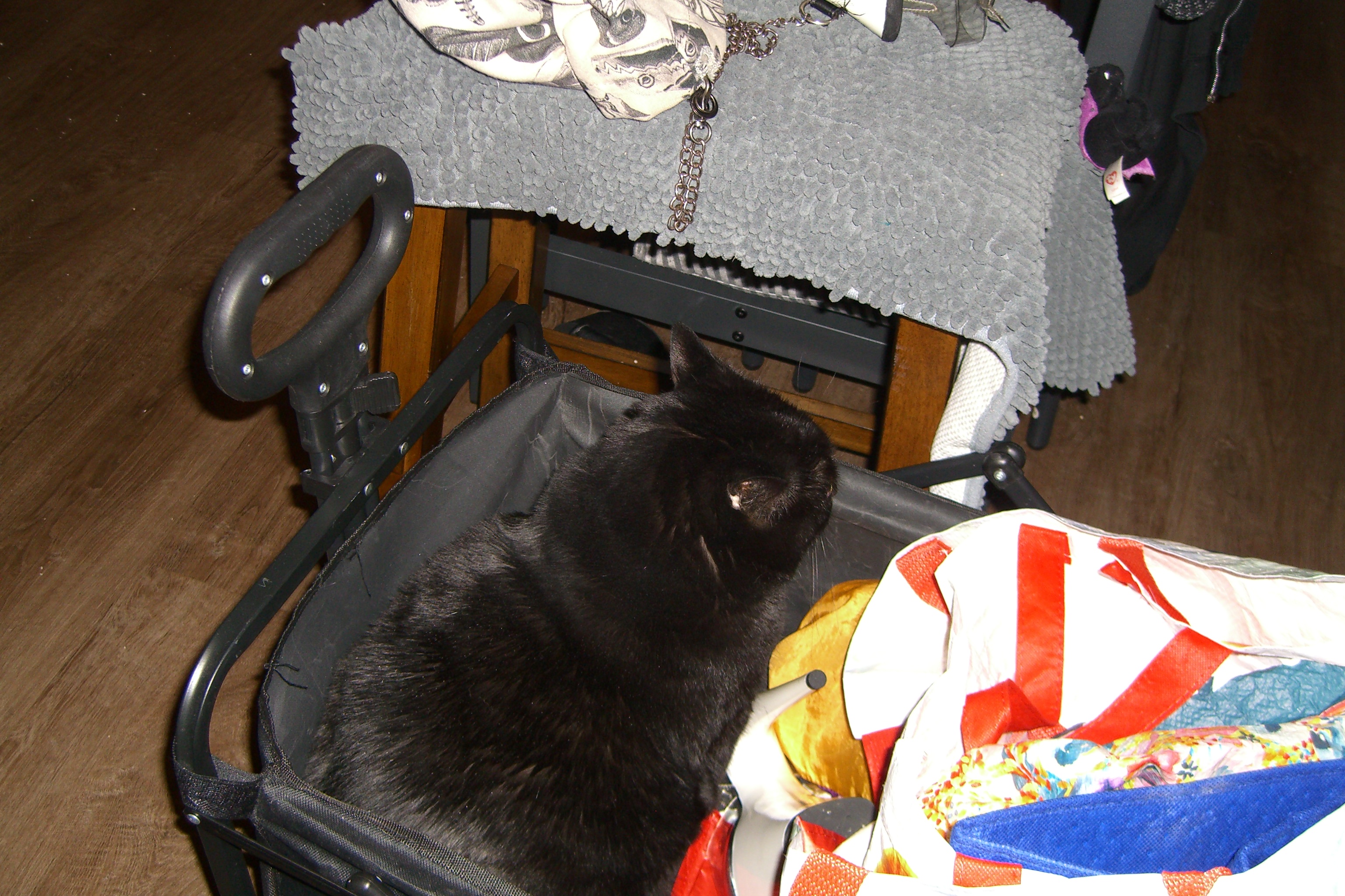 Black cat sitting in a cart