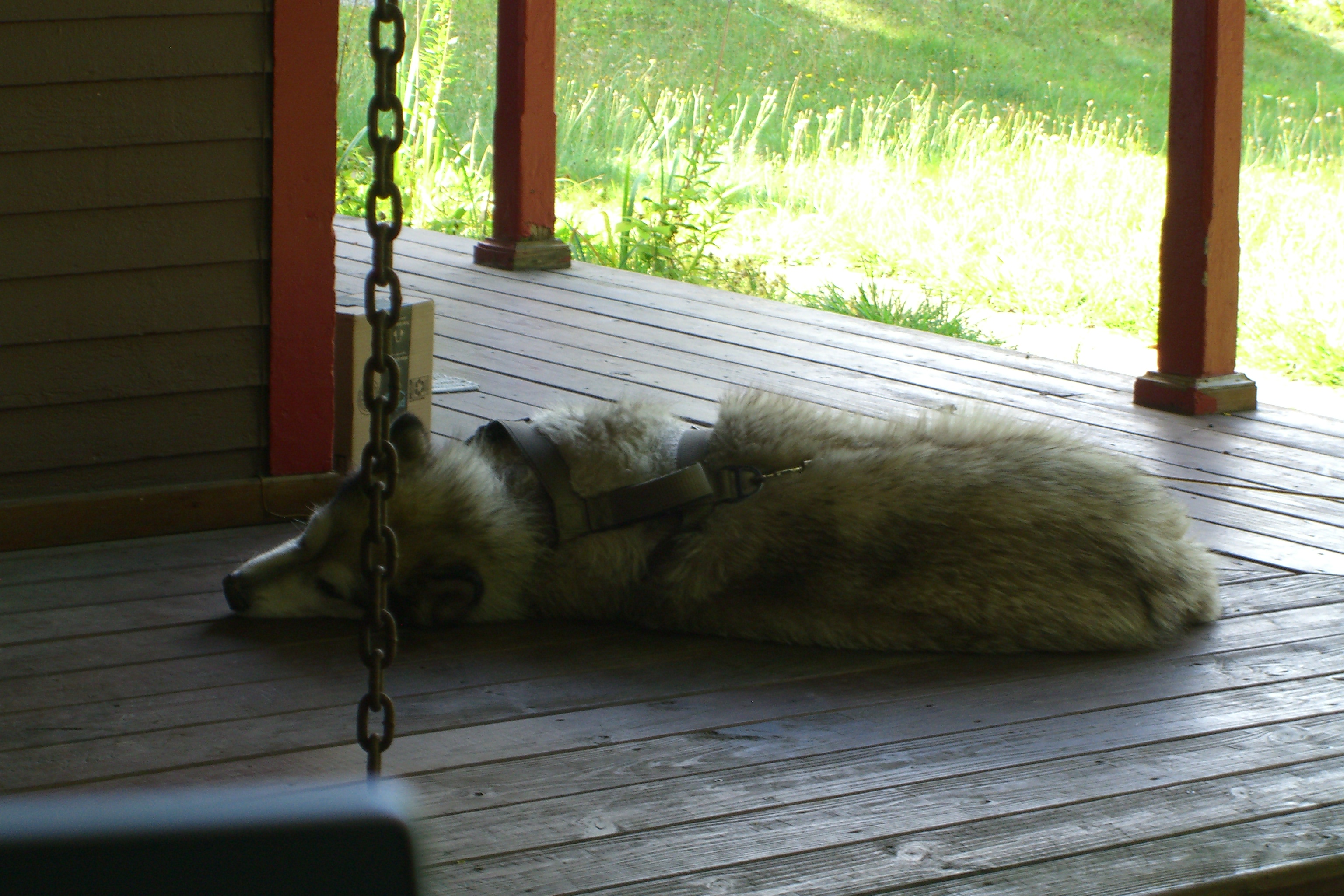Dog sleeping on the porch