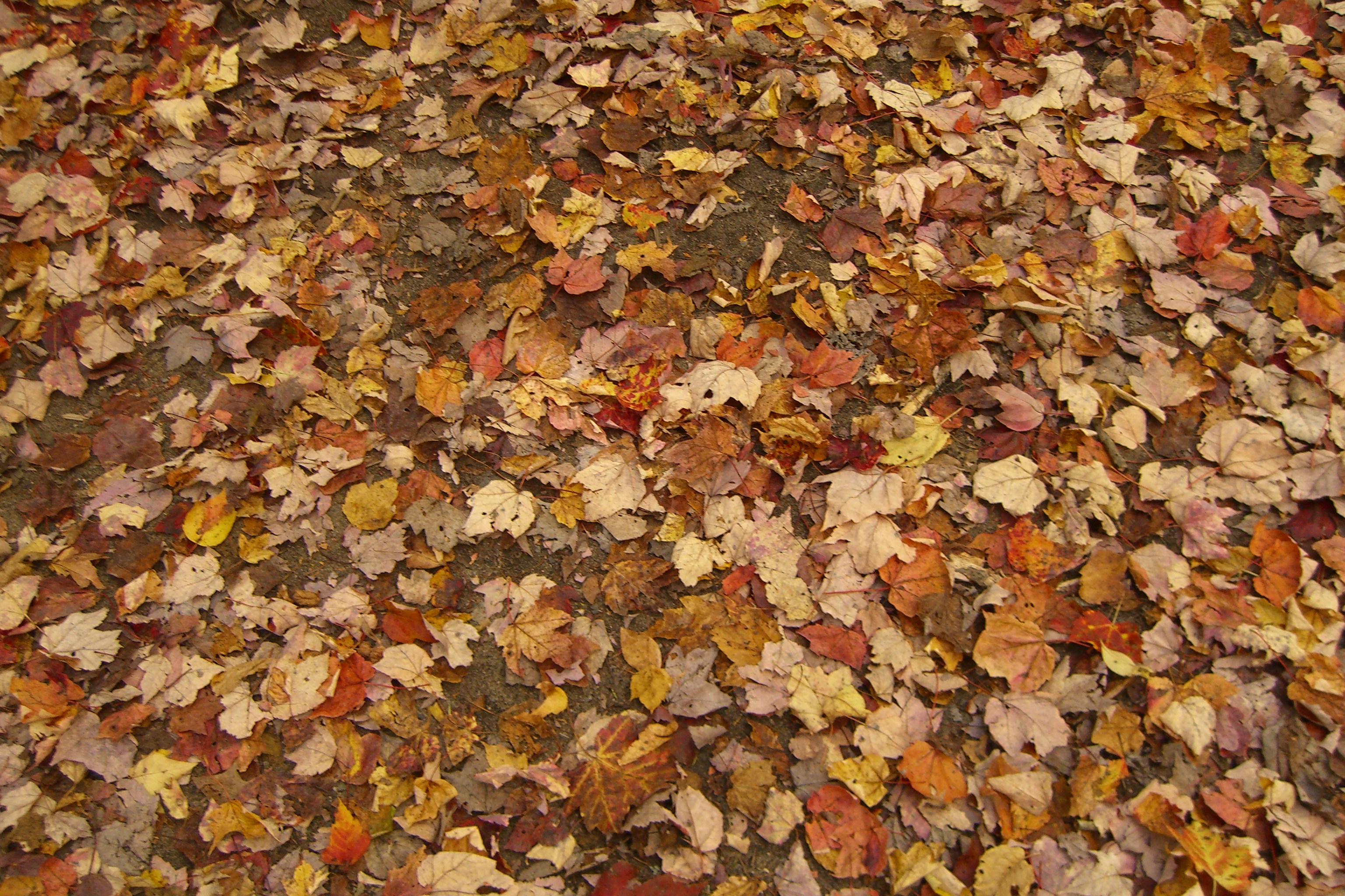 Carpet of fall leaves